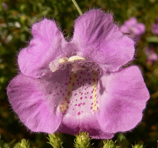 {Agalinis purpurea}